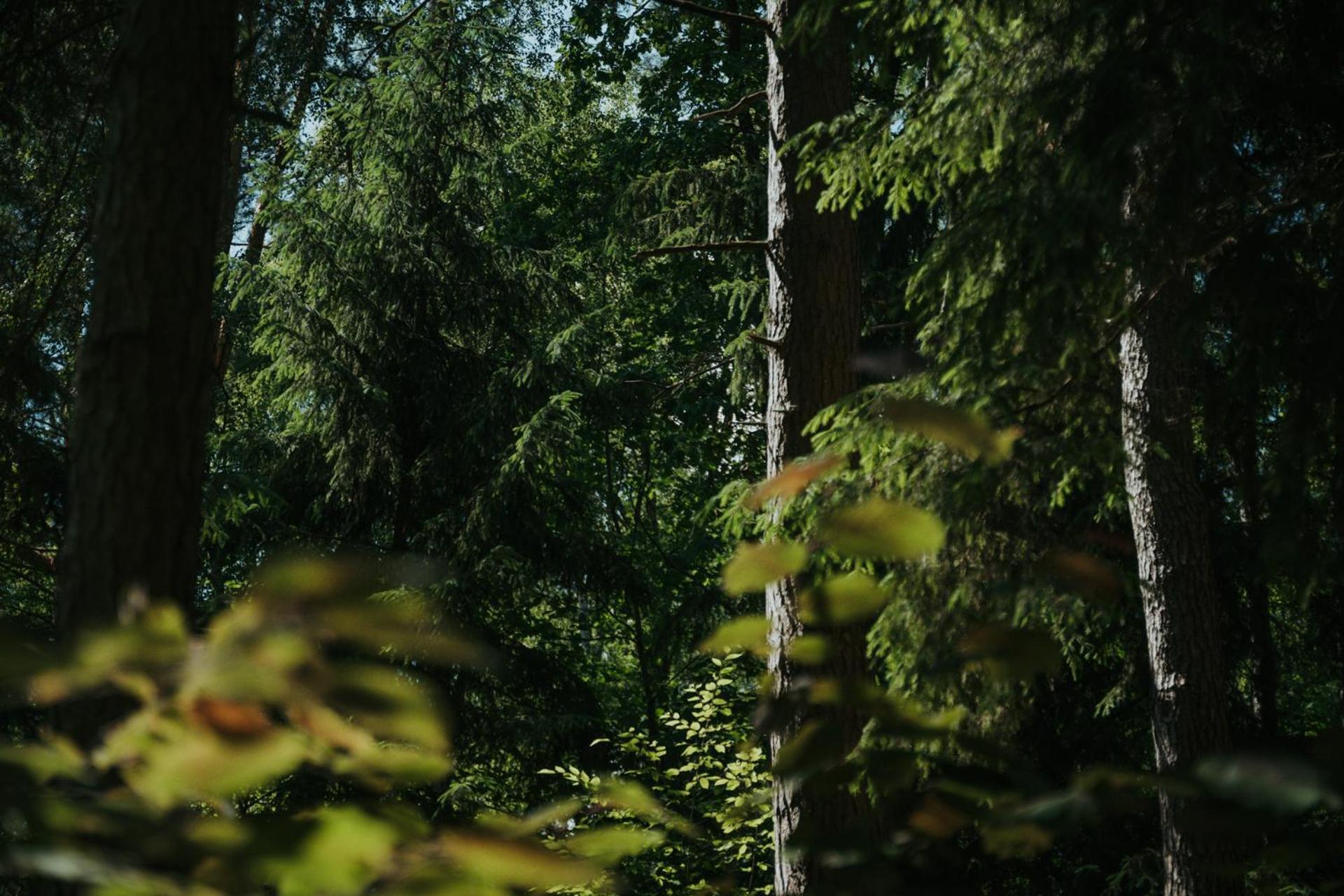 Forest Cabin - 50Min Od Warszawy Wola Polska Екстер'єр фото